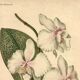 Antique botanical engraving from 1896 by Descamps-Sabouret • Phalaenopsis