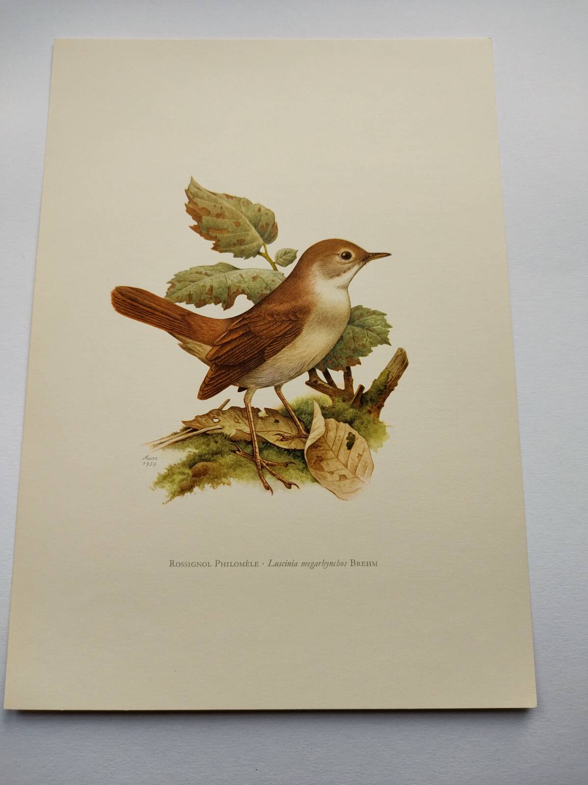 Bird illustration 60s - Nightingale Philomele - vintage zoological and ornithological board