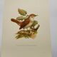 Bird illustration 60s - Nightingale Philomele - vintage zoological and ornithological board