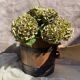 Wood and metal barrel planter