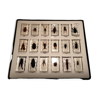 Box 18 inclusions of insects