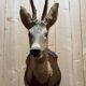 Deer head