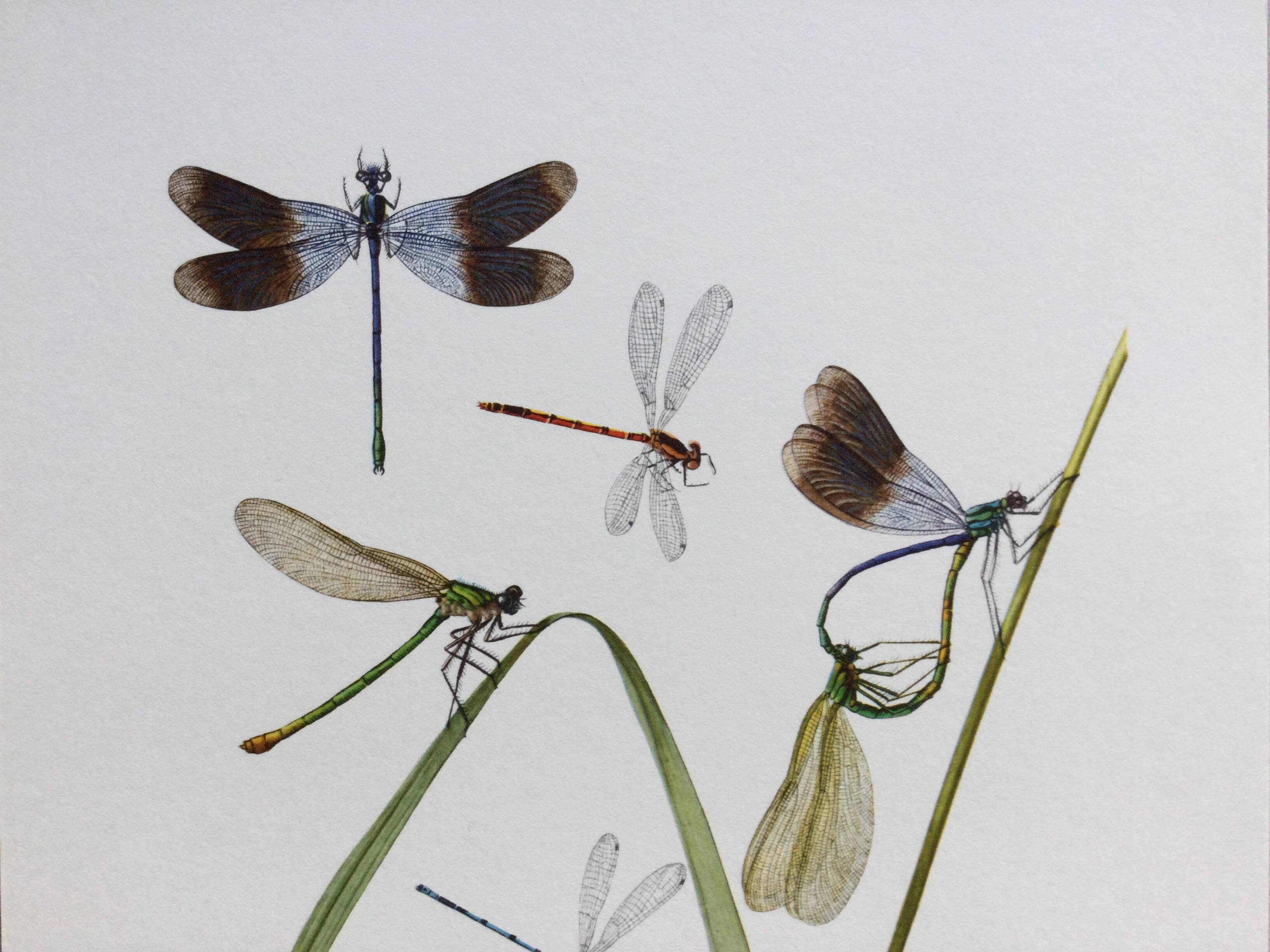 Old illustration "insects", 1960s.