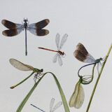 Illustration ancienne "insectes", années 60.