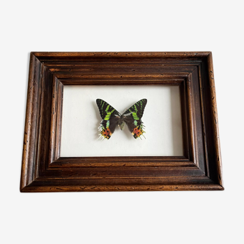 Butterfly frame "Chrysiridia ripheus"