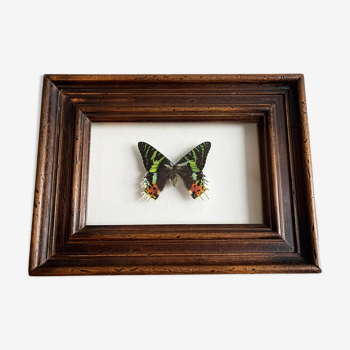 Cadre papillon "Chrysiridia ripheus »