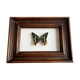 Cadre papillon "Chrysiridia ripheus »