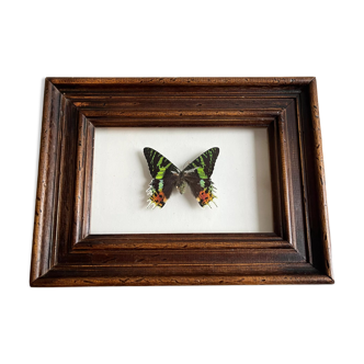 Butterfly frame "Chrysiridia ripheus"