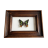 Butterfly frame "Chrysiridia ripheus"