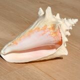 Conch Seashell - Lobatus gigas - 21 cm