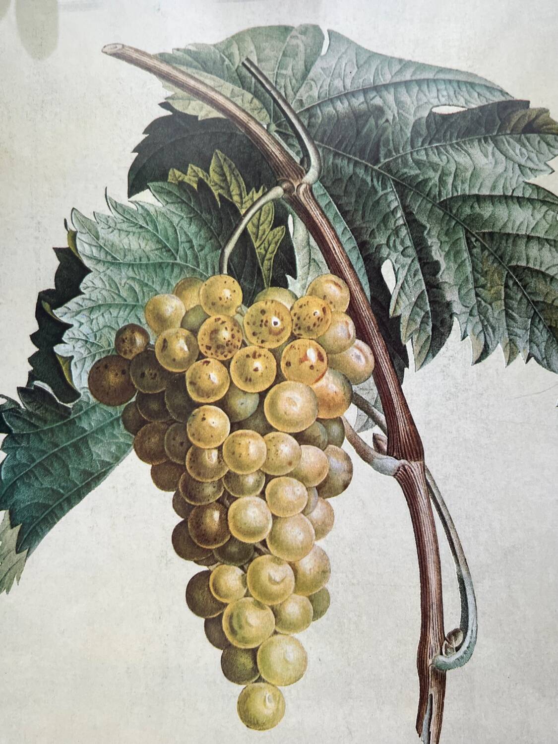 Botanical poster muscat - Turpin