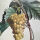 Botanical poster muscat - Turpin