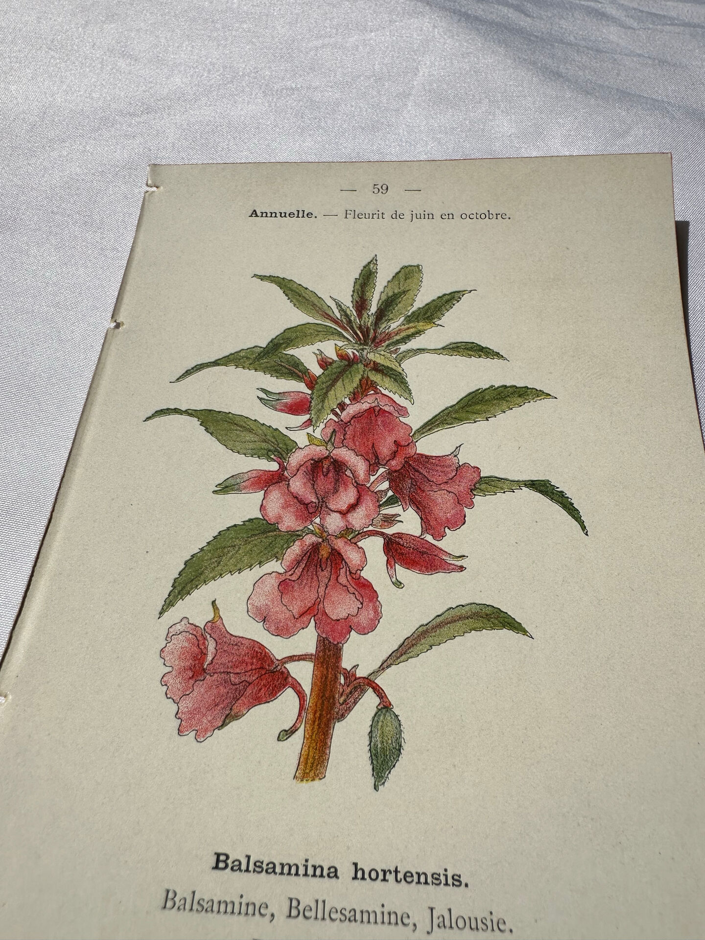 Planche Botanique Gravure naturaliste ancienne 19eme recto verso