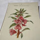 Planche Botanique Gravure naturaliste ancienne 19eme recto verso