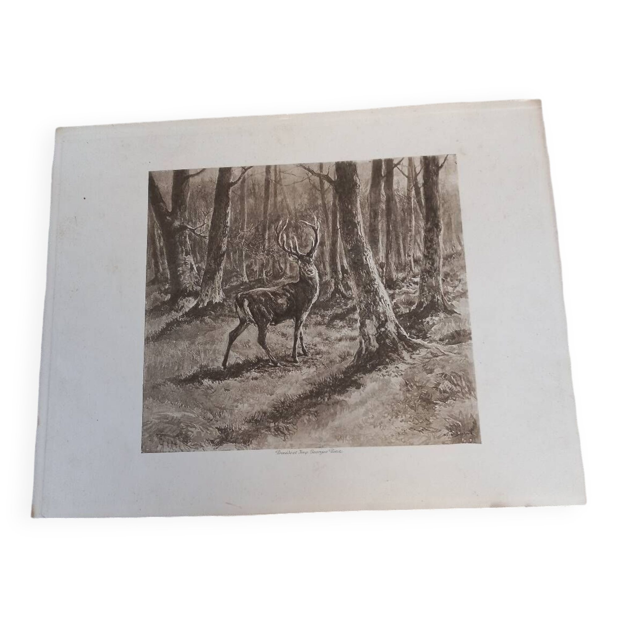 Illustration sepia " cerf"