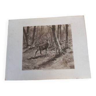 Sepia illustration "deer"