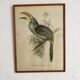 Framed zoological engraving toucan