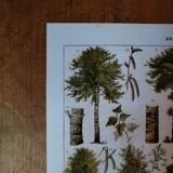 Original lithograph on trees