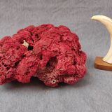 Coral to lay 25 cm