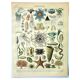 Antique engraving, 1907 - Oceanography by Millot - plate of marine animals