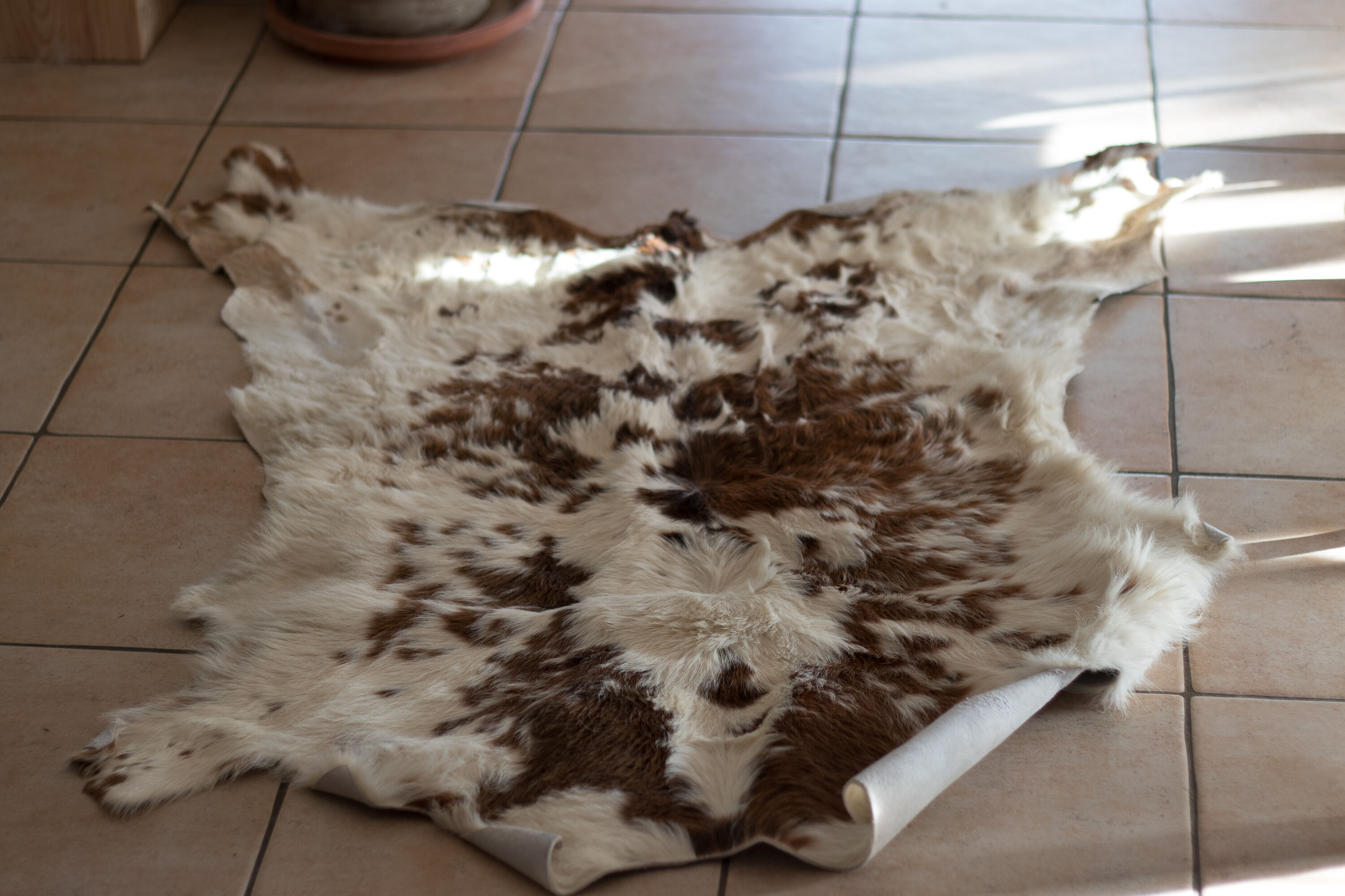 Tanned Norman calf skin
