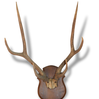 Trophé de chasse / bois de cerf