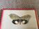 Butterfly engraving