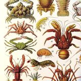 Poster on crustaceans, after a 1928 lithograph