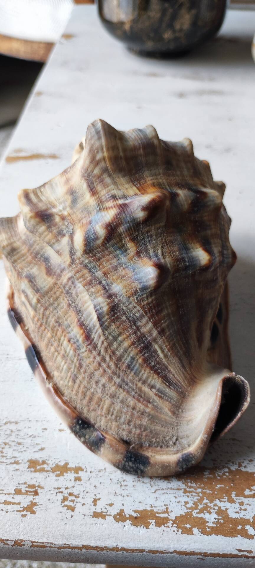 Shell decoration