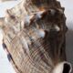 Shell decoration