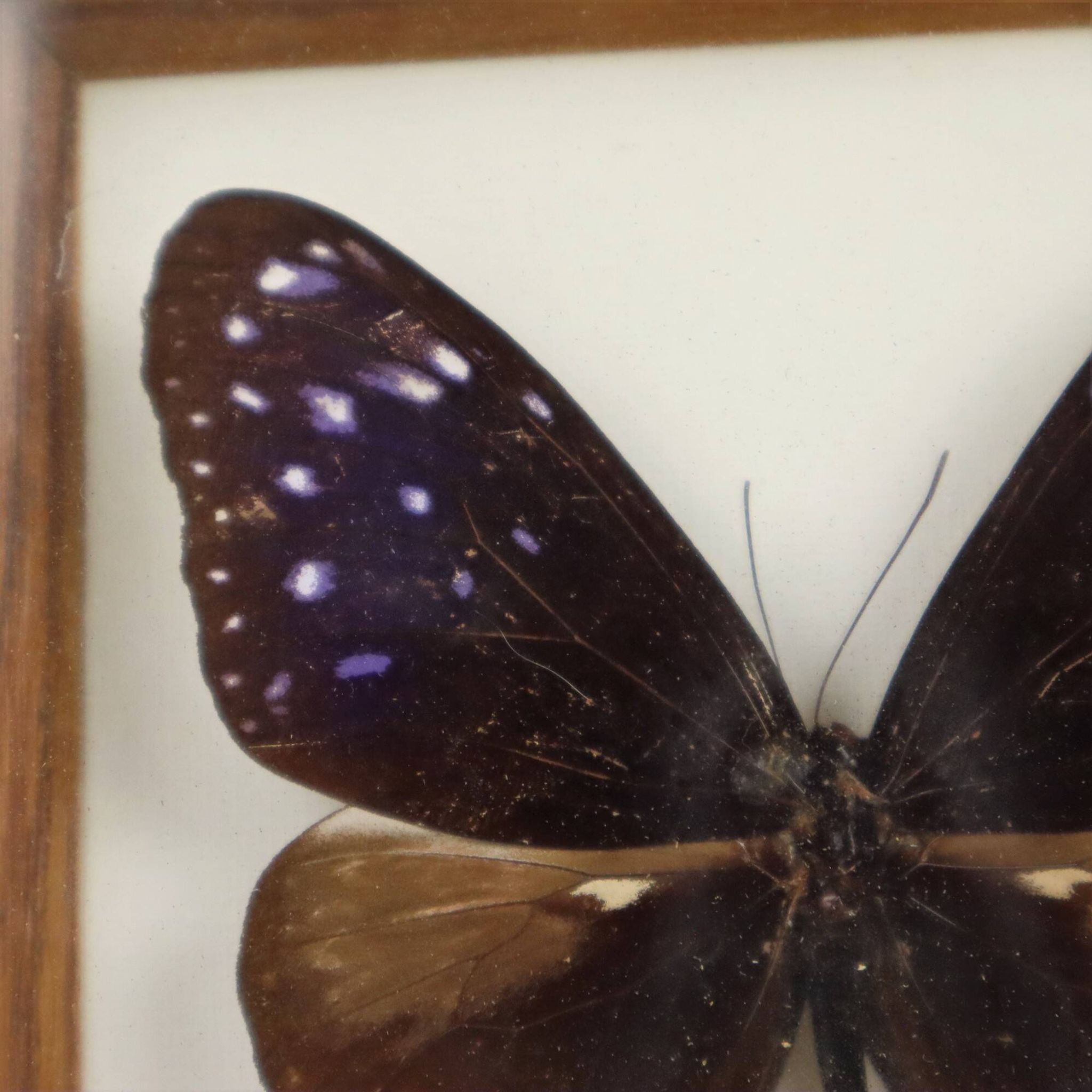 Framed Tropical Butterfly Gold Frame Asia Taxidermy 15cm