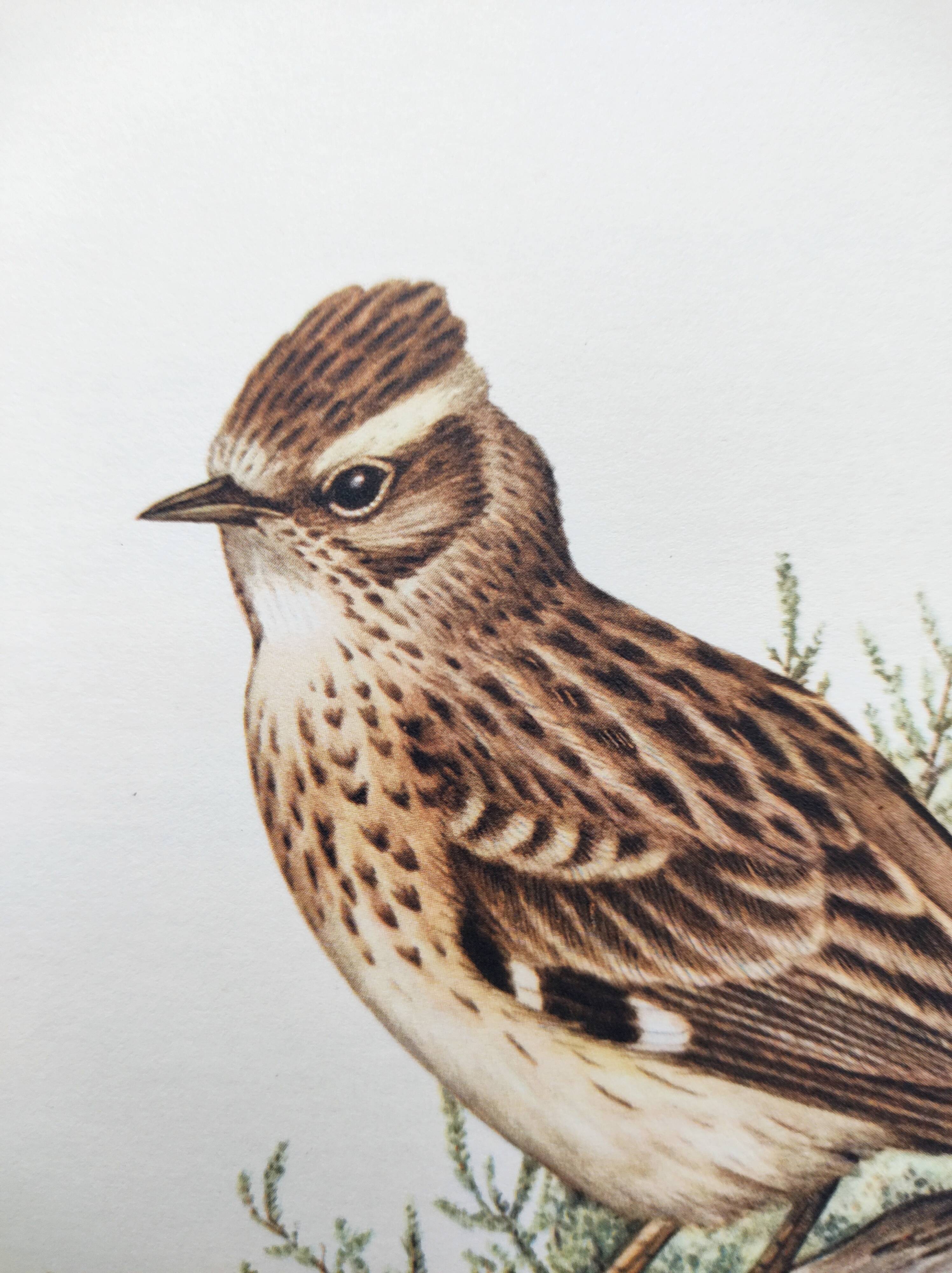 Old vintage bird board from the 60s 🐦 Alouette Lulu 🦜 Ornithological illustration