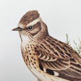 Old vintage bird board from the 60s 🐦 Alouette Lulu 🦜 Ornithological illustration