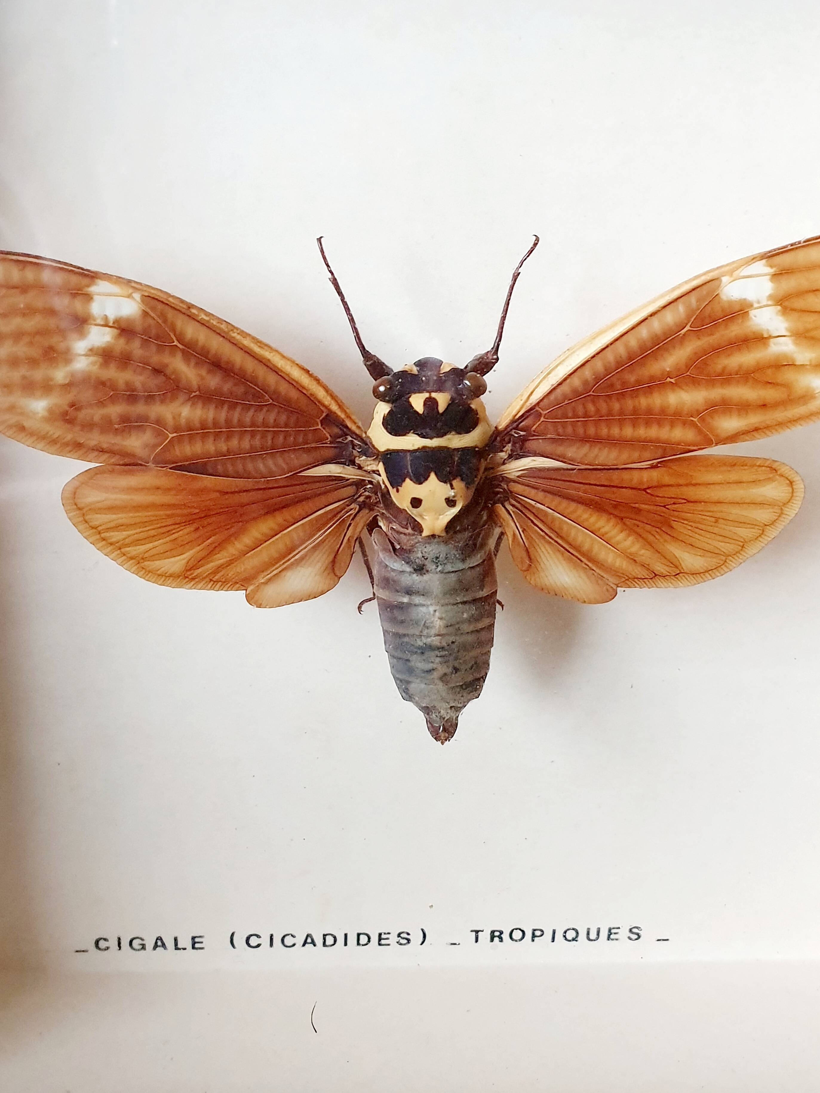 Naturalized Cigale Frame