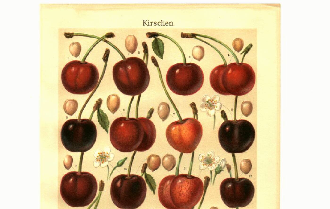 Botanical engraving from 1904 - Cherries - Orchard fruits Lithograph, plate