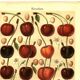 Botanical engraving from 1904 - Cherries - Orchard fruits Lithograph, plate