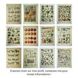 Planche botanique 1928 A. Millot - Verger, arbre fruitier, jardin, récolte