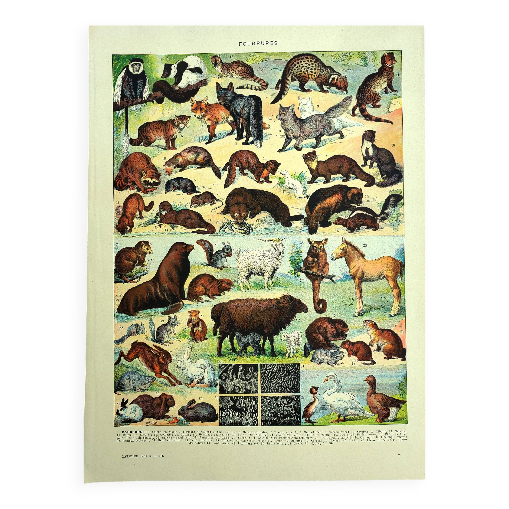 Antique lithograph 1928 A. Millot - Fur-bearing animals