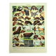 Lithgraphie ancienne 1928 A. Millot - Animaux a fourrures