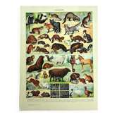 Antique lithograph 1928 A. Millot - Fur-bearing animals
