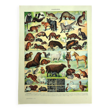 Antique lithograph 1928 A. Millot - Fur-bearing animals