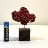 Corail rouge naturel ancien sur socle en bois d' ébène cabinet de curiosités