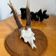 Vintage trophy deer antler