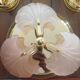Rare set of wall sconces and shell ceiling light.