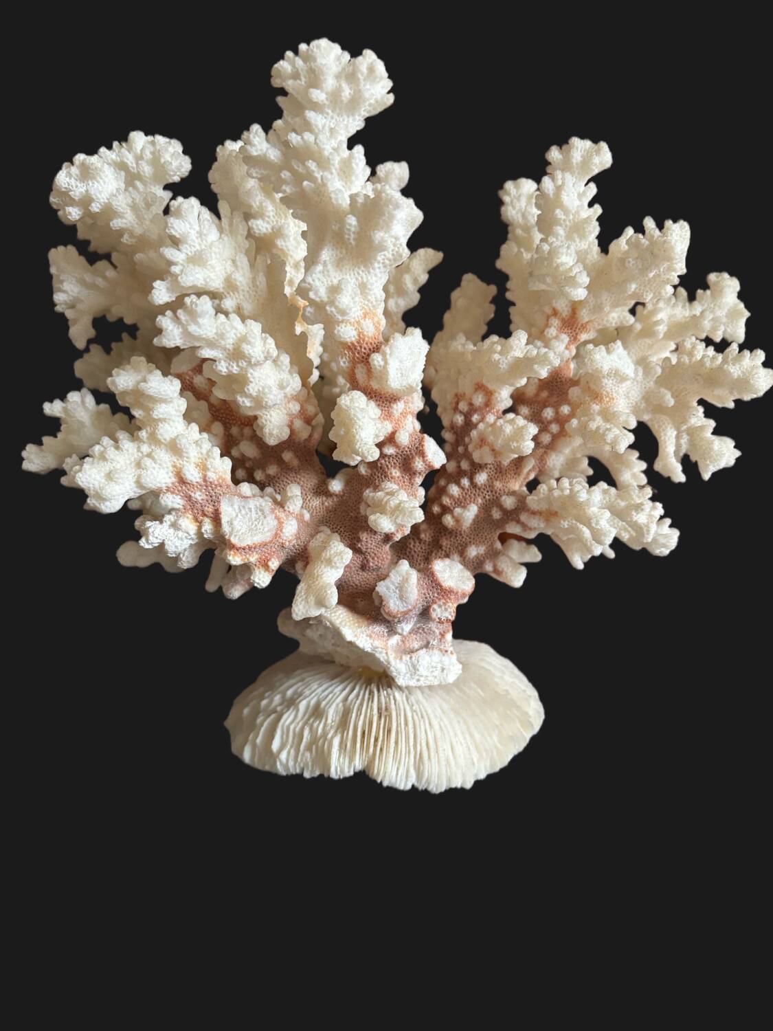 Ancient white coral