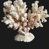 Ancient white coral