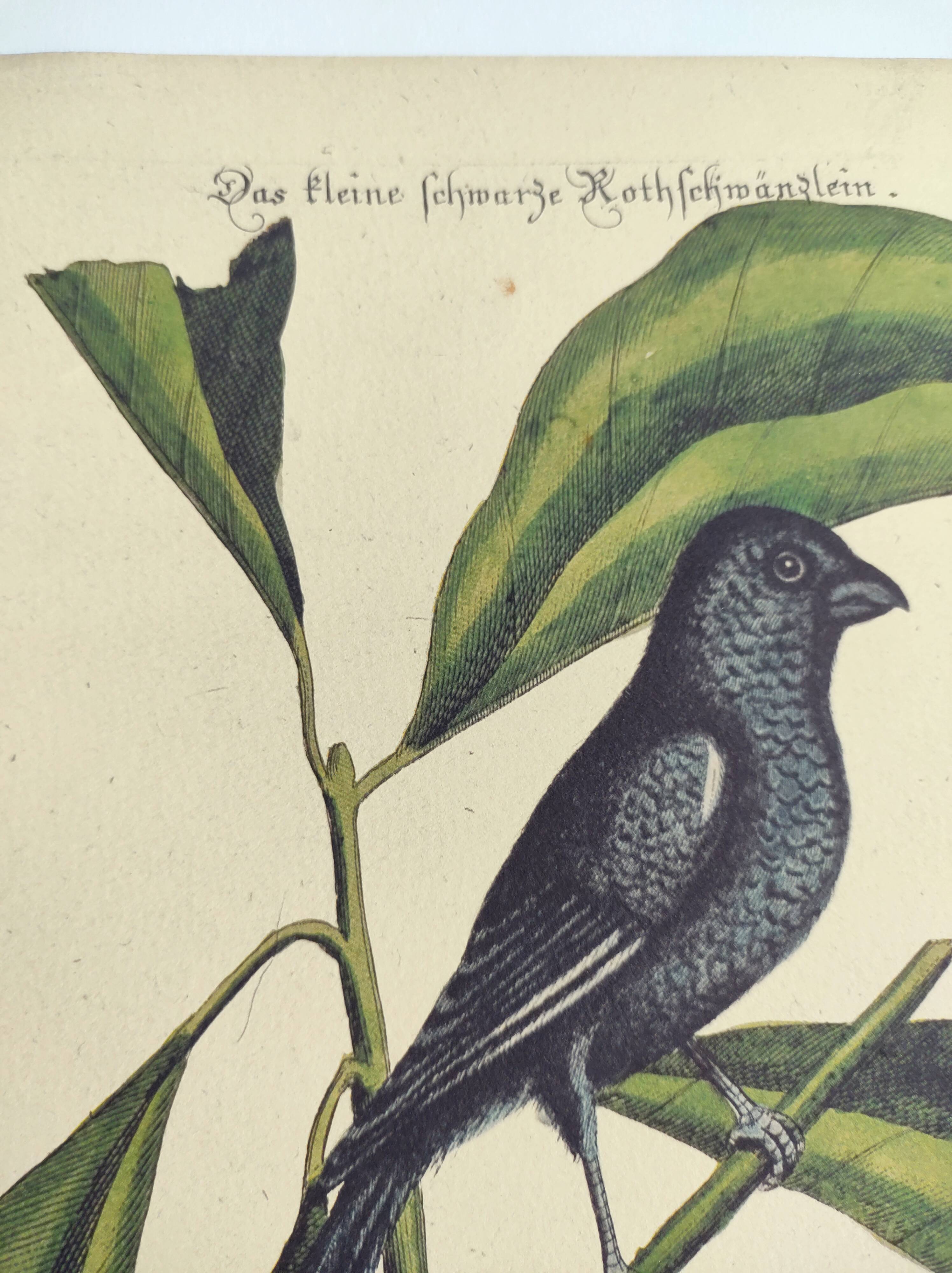 Old bird engraving - Chickadee - Zoological plate by Seligmann & Catesby. 1973