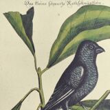 Old bird engraving - Chickadee - Zoological plate by Seligmann & Catesby. 1973