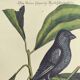 Old bird engraving - Chickadee - Zoological plate by Seligmann & Catesby. 1973
