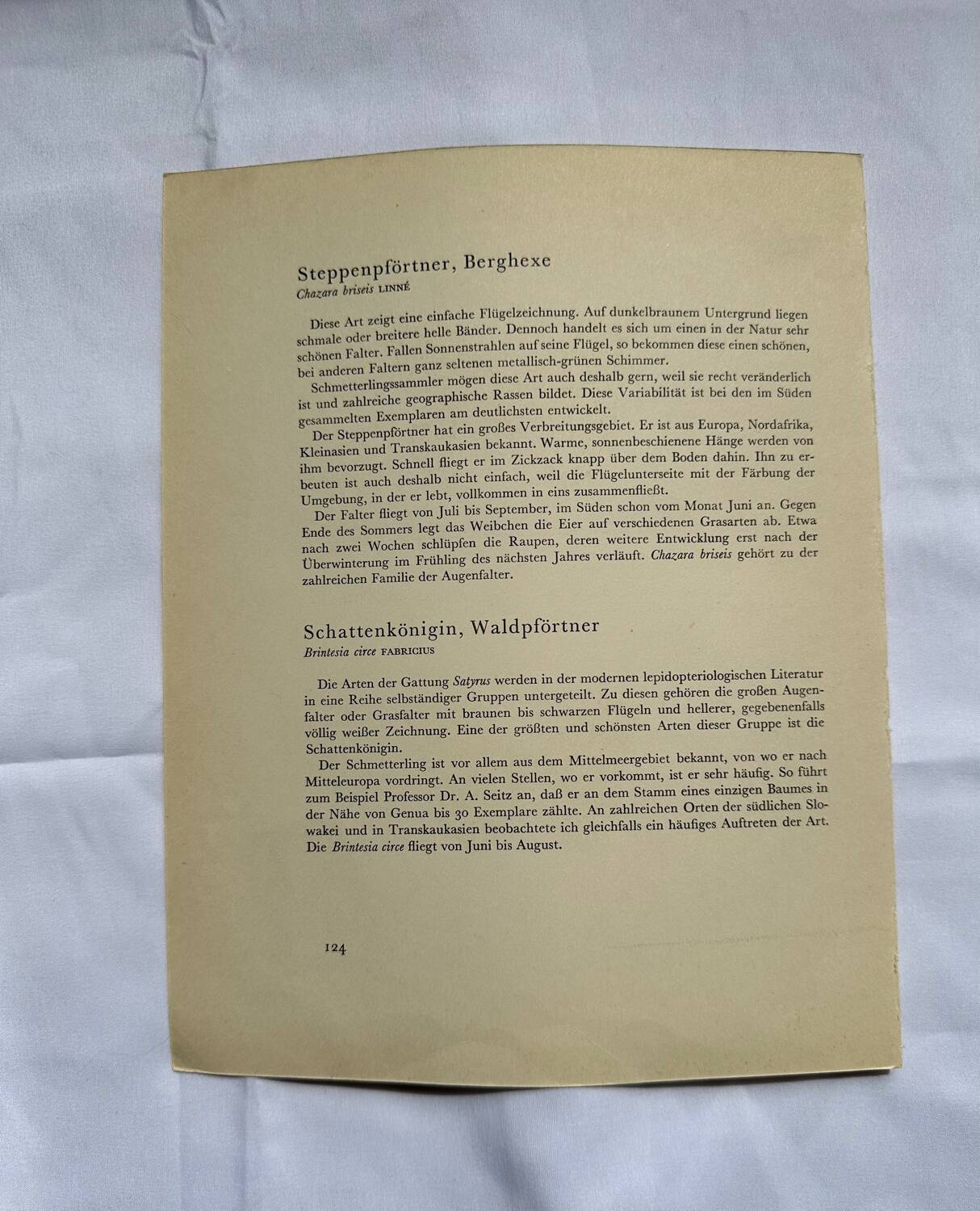 Antique butterfly engraving vintage botanical plate naturalist etching